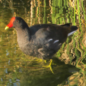 Meet your Posher, Janelle